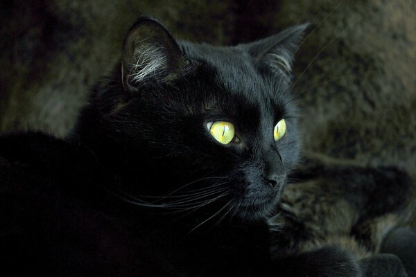 Piękne zwierzę. Czarny kot z zielonymi oczami