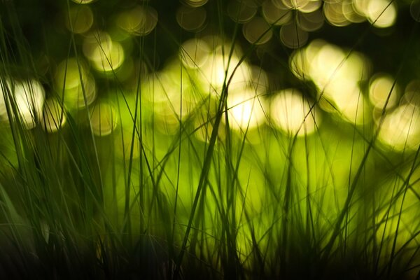 Reflejos amarillos en la hierba verde