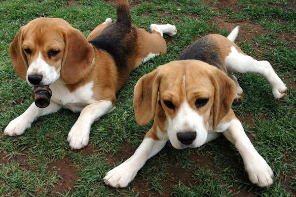 Funny animals- beagle puppies