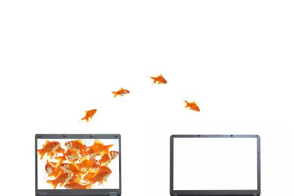 Golden jumping fish in the computer