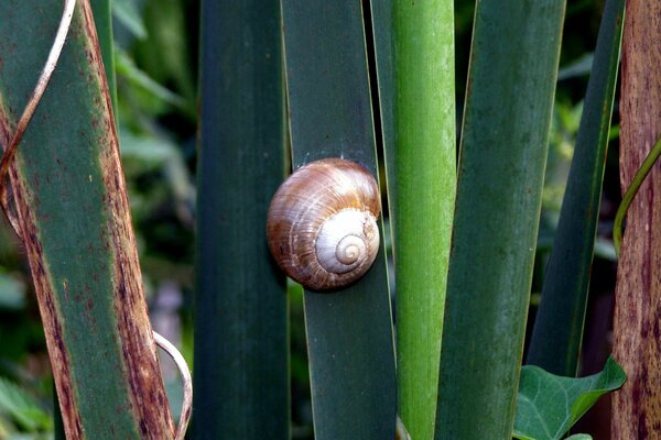 Eine Schnecke mit einer Krone kriecht durch das Gras