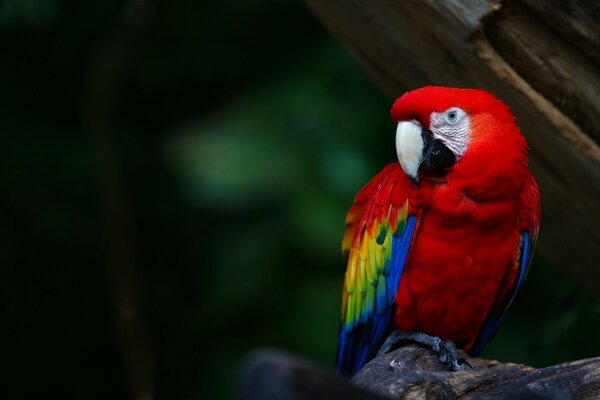 Parrot bird with red feathers