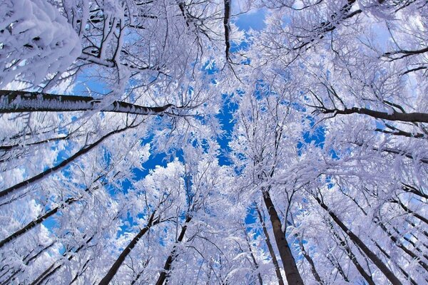 Cielo blu attraverso gli alberi invernali