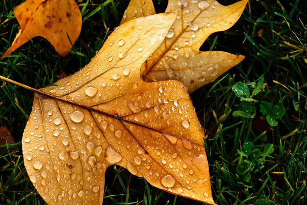 Autumn leaf covered with dew