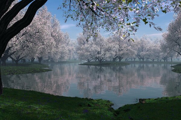 Alberi con fogliame d argento vicino al lago