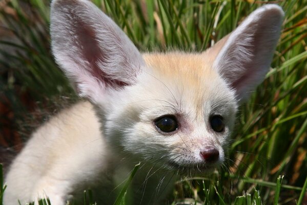 Renard de sable avec de grandes oreilles