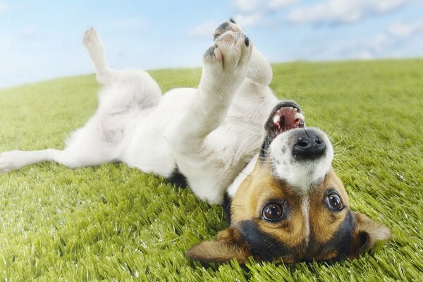 The dog is lying on his back with his paws up