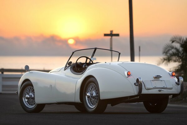 Jaguar blanche neige sur fond de coucher de soleil