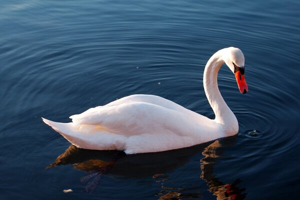 A white swan is floating on the water