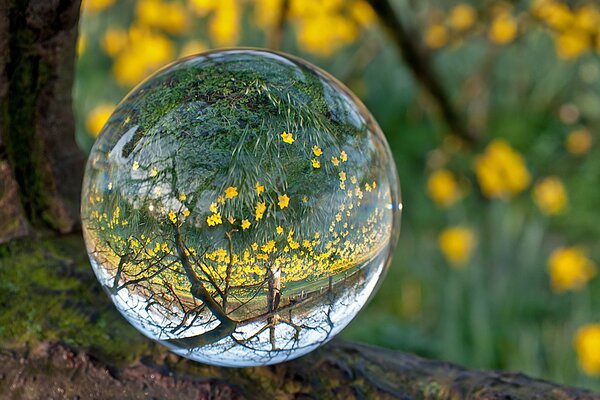 A drop of water with a forest reflection