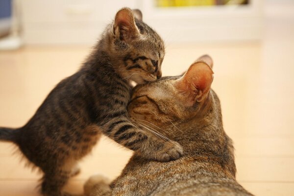 Family mom cat and baby kitten