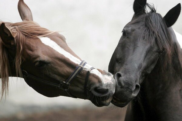 Schönes Foto von küssenden Pferden