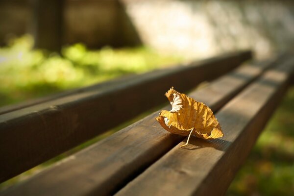 Foglia gialla autunnale su una panchina