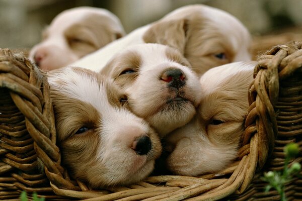 Several puppies are sleeping in a basket