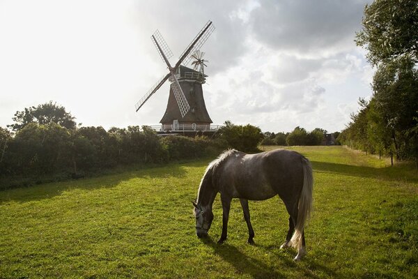 Ein schönes Pferd wird auf dem Rasen an der Mühle sitzen