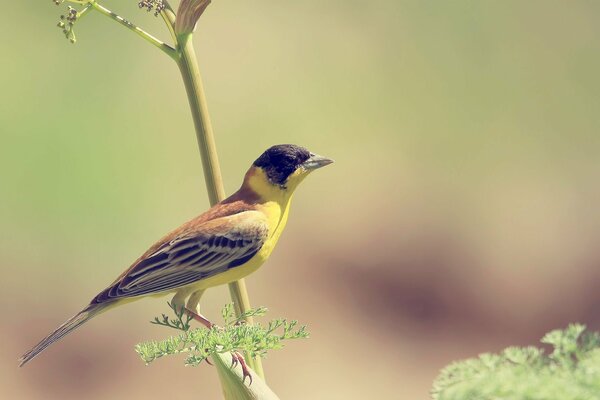 Pequeño pájaro amarillo en una rama