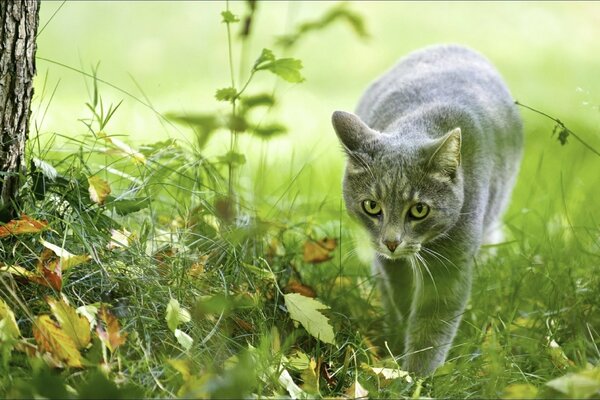 Cazadora Bagheera gato hermoso