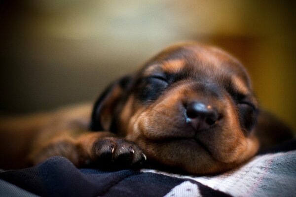 Un cachorro satisfecho duerme Dulcemente