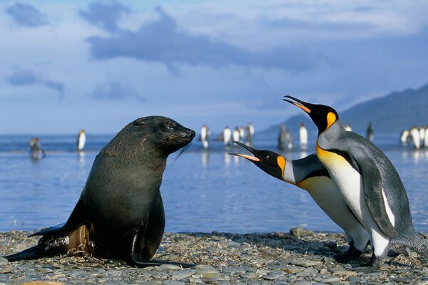 Robben und Pinguine Bewohner der Antarktis