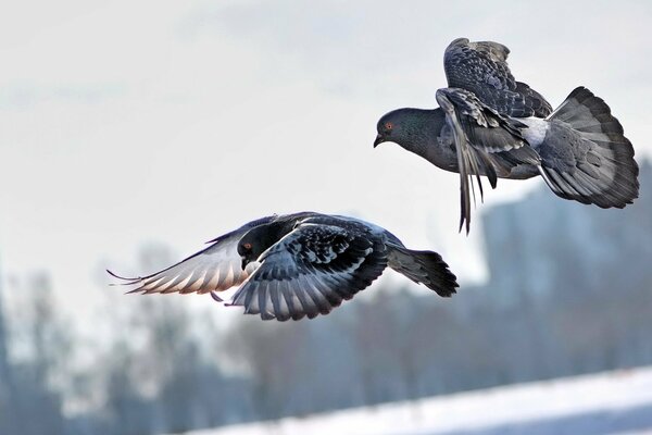 Vol d une paire de pigeons au-dessus de la ville