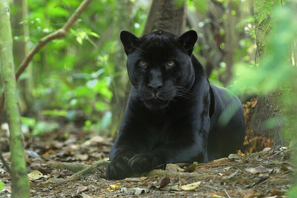 Czarna pantera w dżungli rodzina kotów
