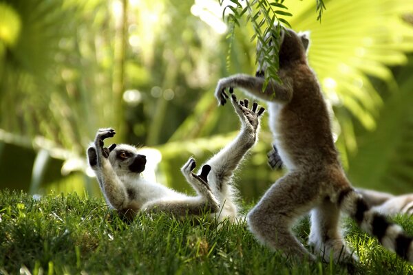 Dwa lemury bawią się w trawie