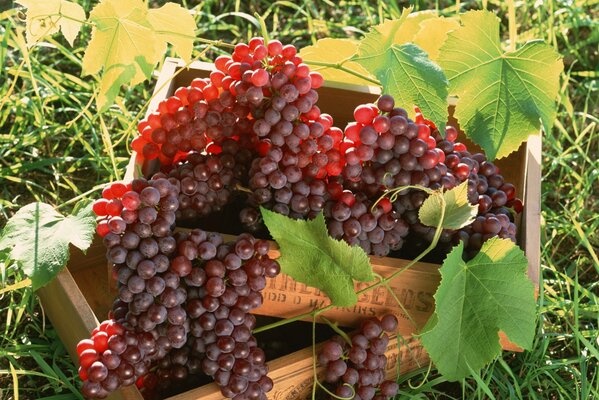 Un racimo de uvas en la naturaleza