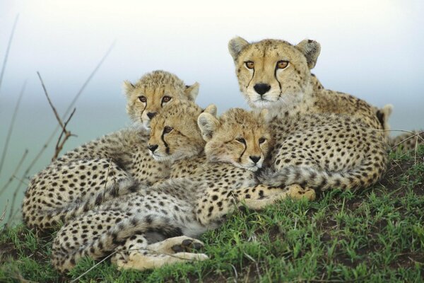 Rodzina gepardów jest bardzo sympatyczna