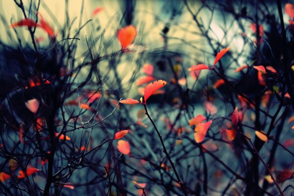 Natur Laub Herbst Zweige