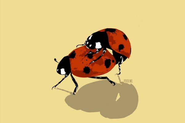 Ladybugs, one on top of the other