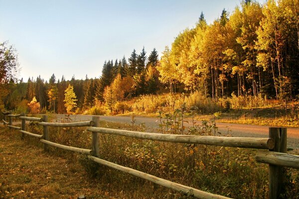 Forest fence road