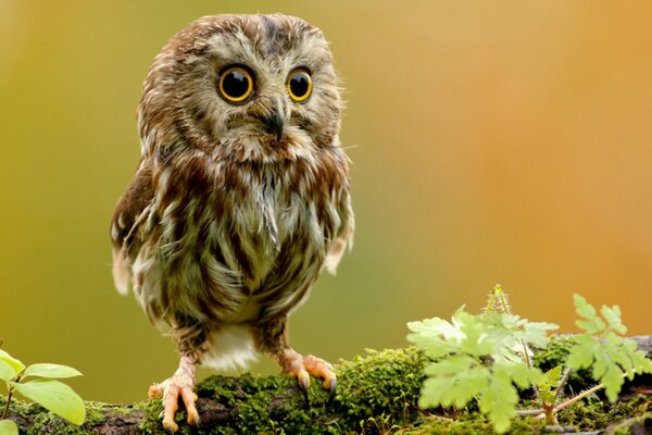 The frightened look of an owl chick