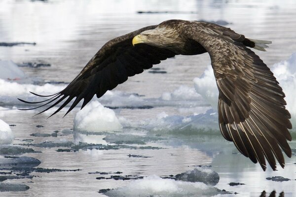 El águila vuela sobre el agua y el hielo