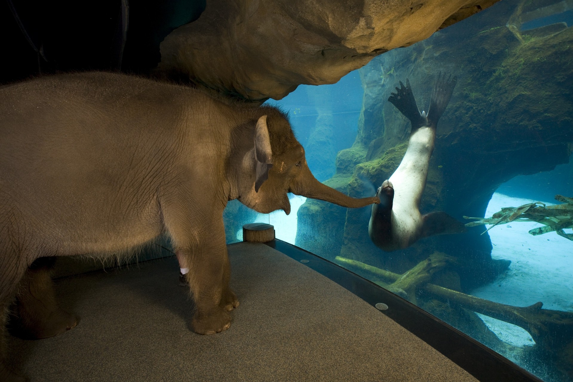 freundschaft tiere elefant robbe