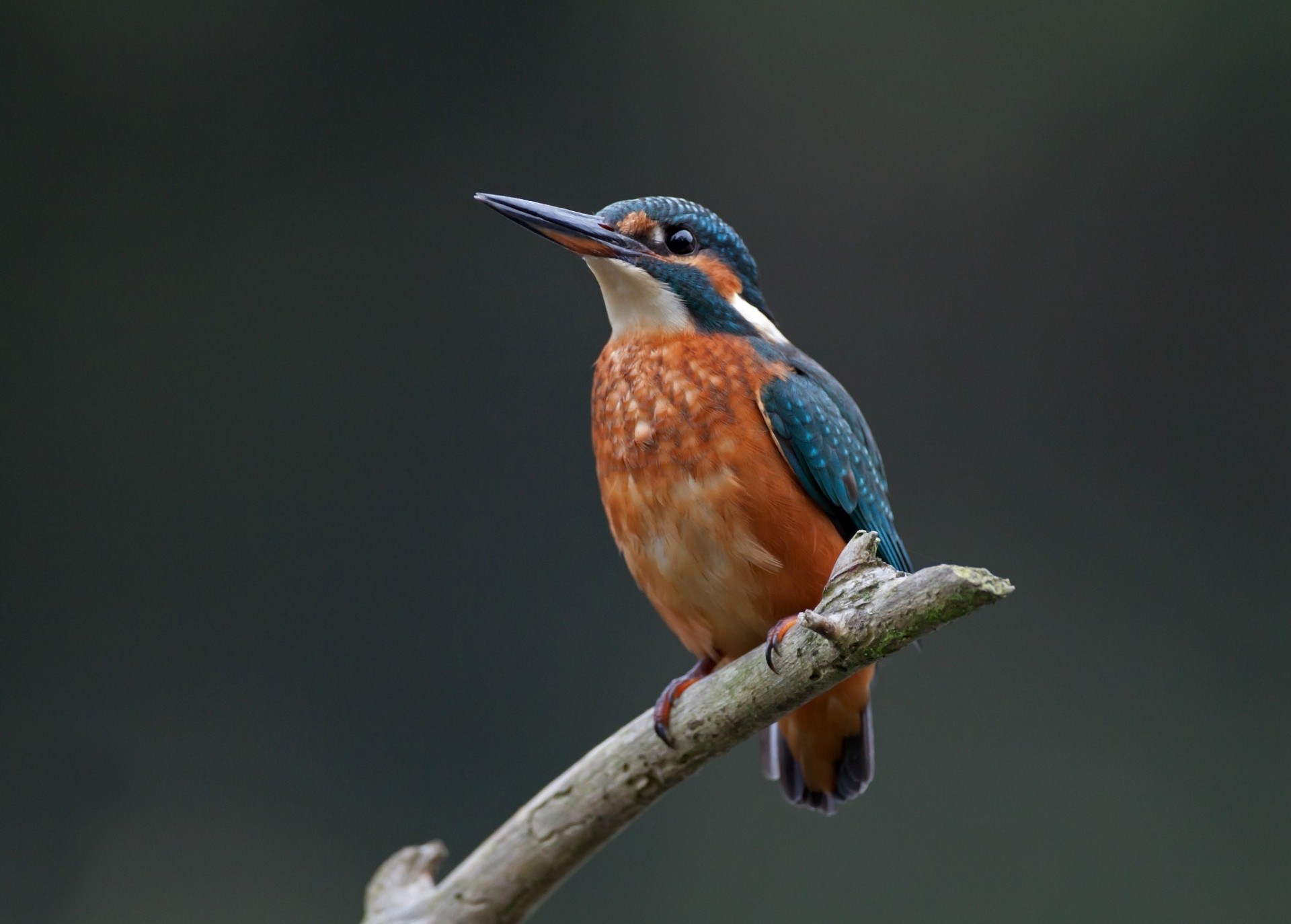 birds common kingfisher rybalochka branch