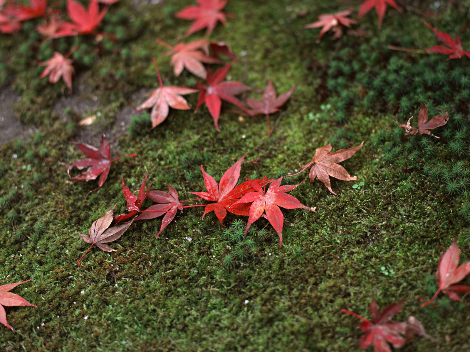 japan gras blätter