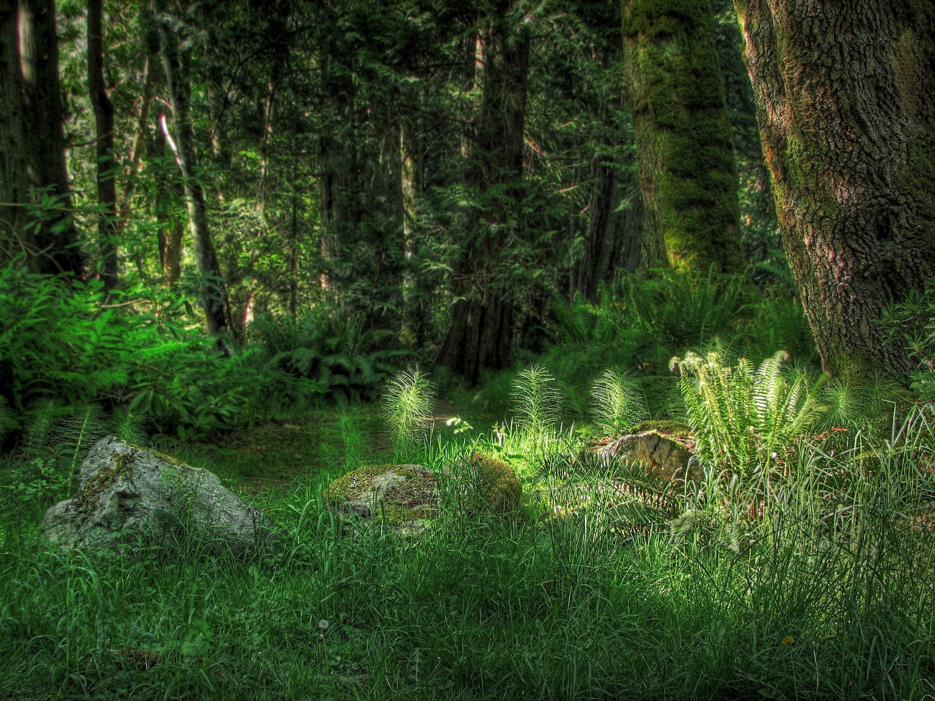 bosque árboles hierba luz