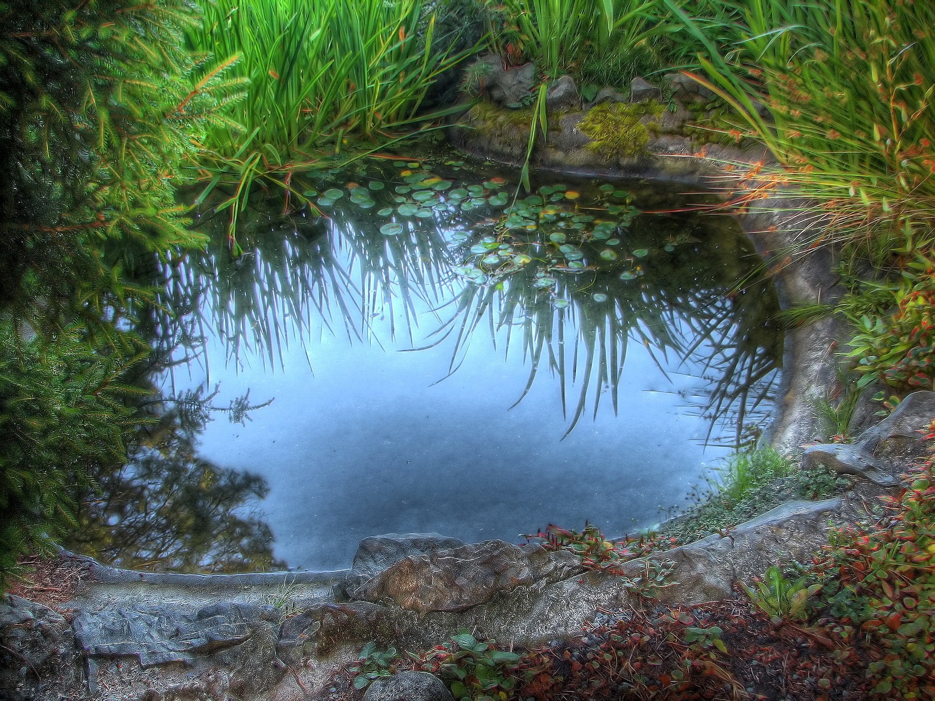 charco hierba piedras