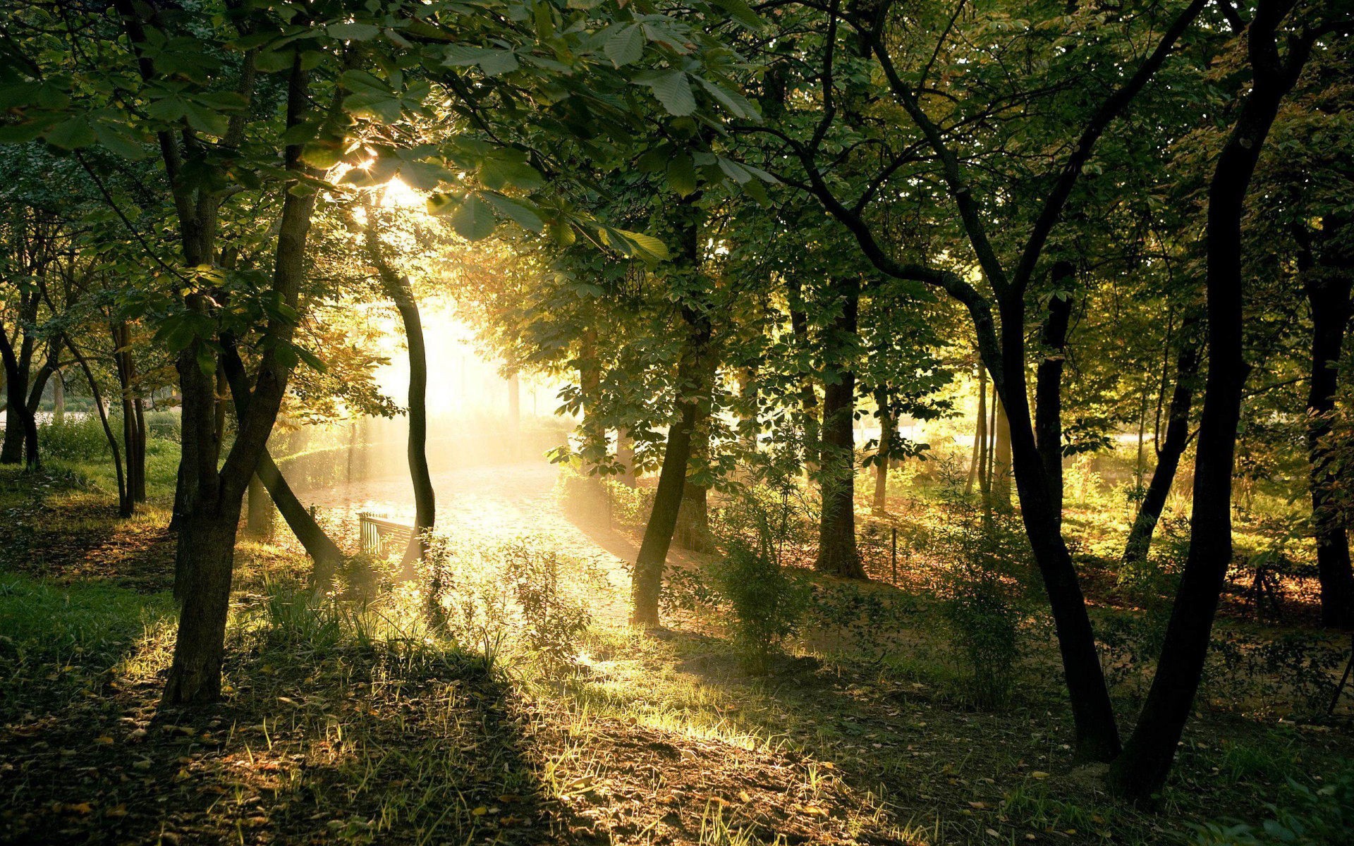 arbres lumière soleil