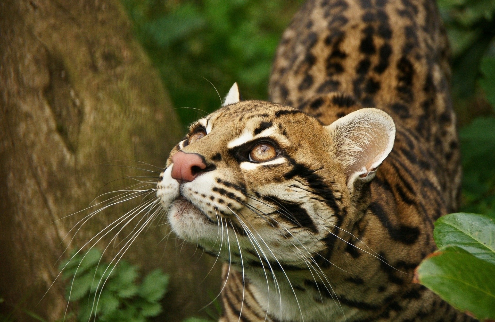 chat sauvage ocelot dents