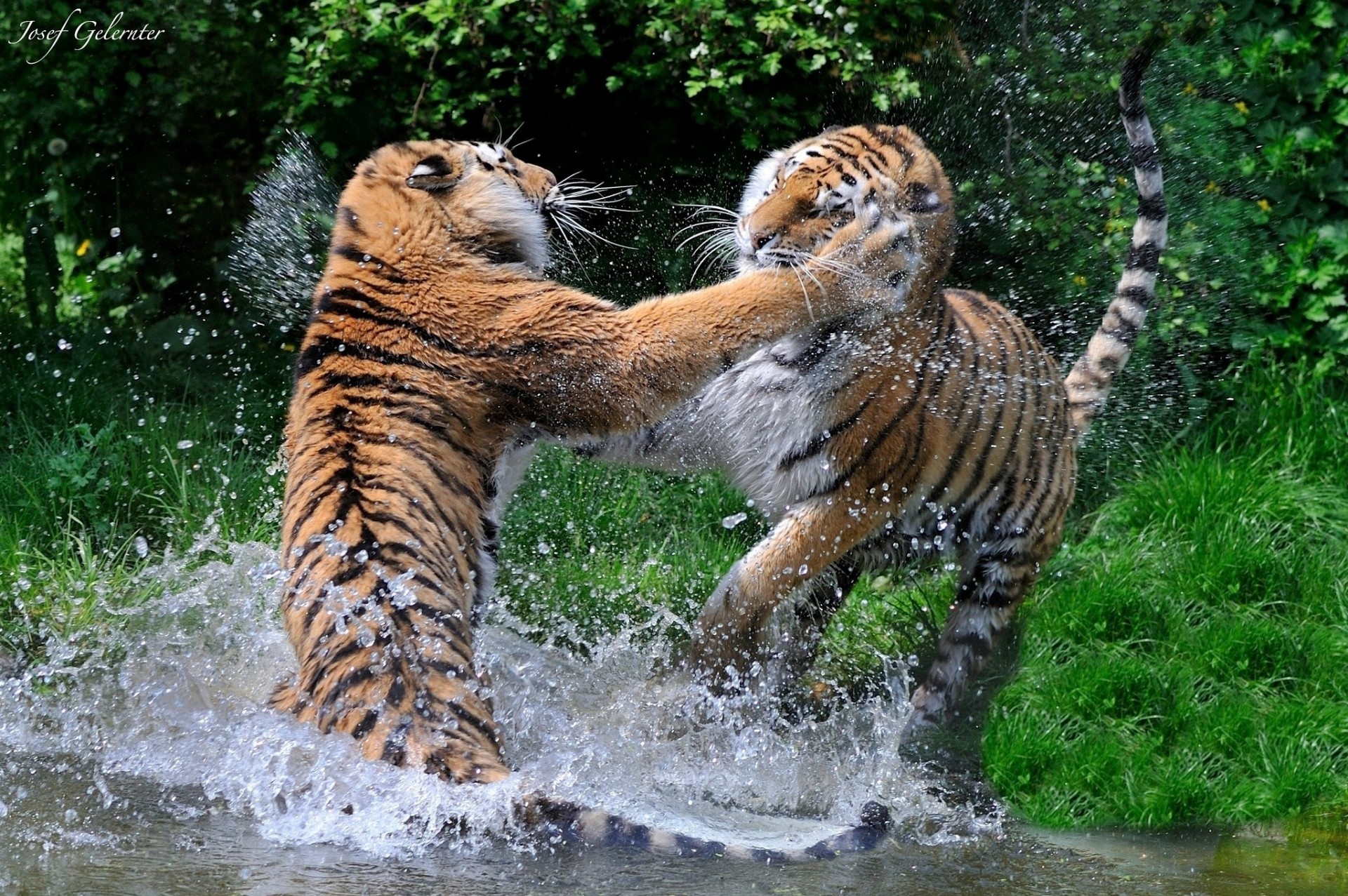 fight wild cats tigers game predators swimming balloon the pair