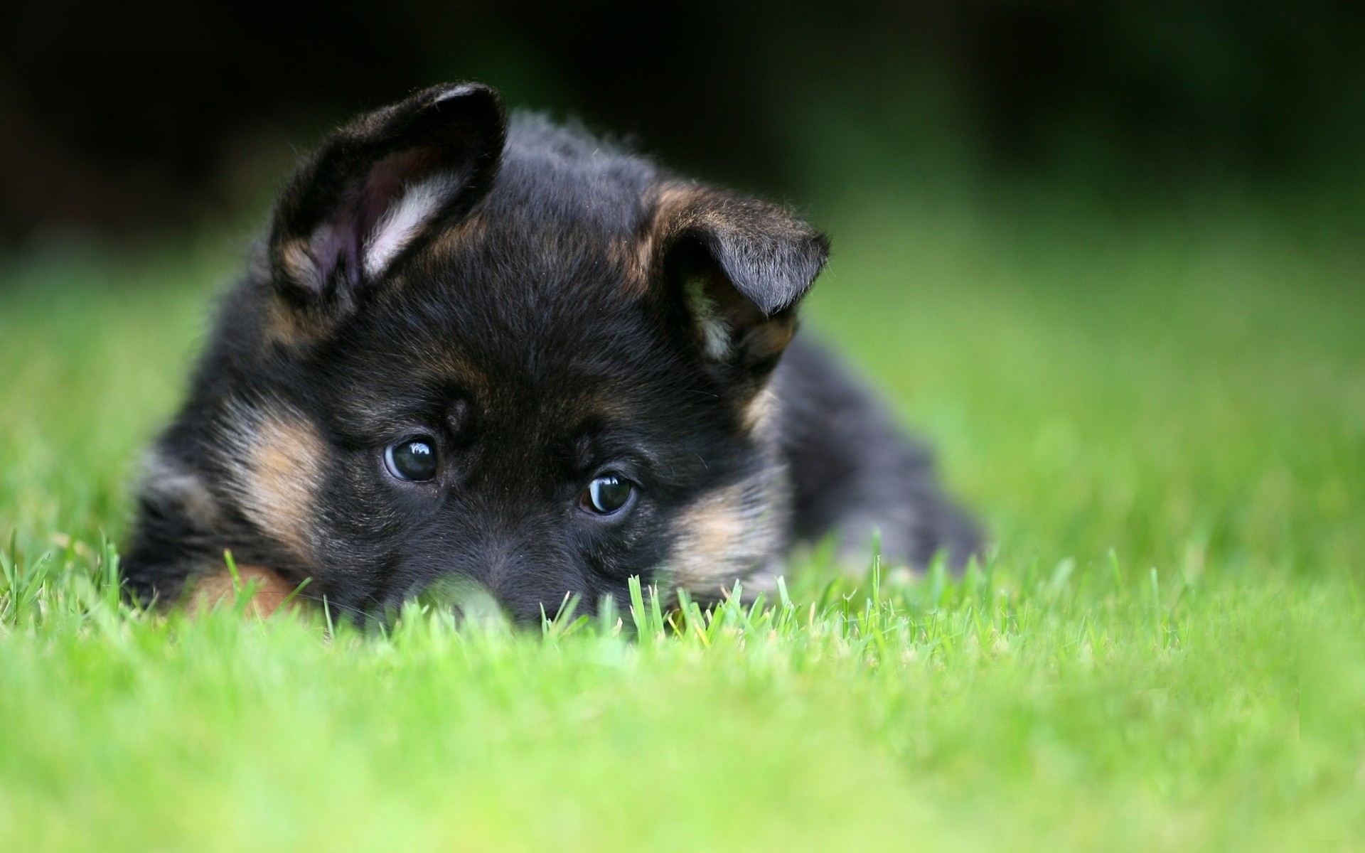 animals puppy german shepherd