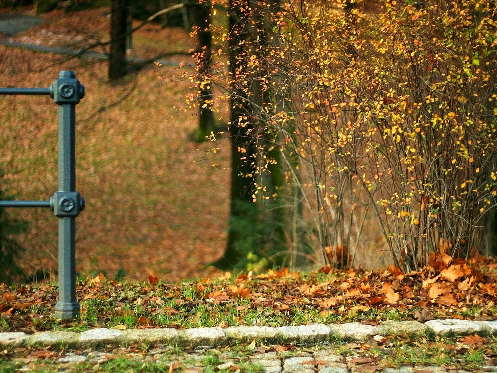 pierres feuilles automne buisson