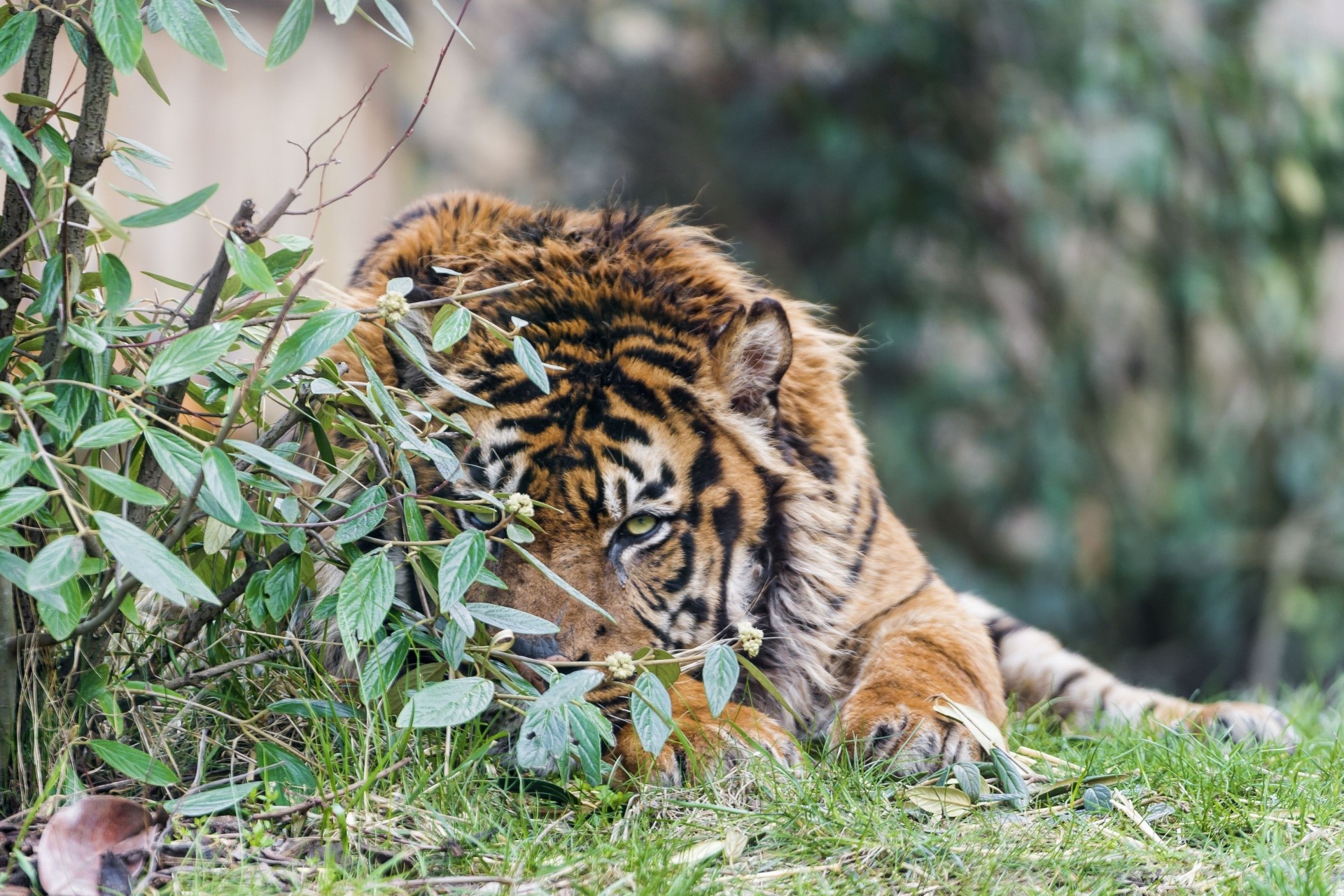 gatto selvatico rami specie predatore tigre