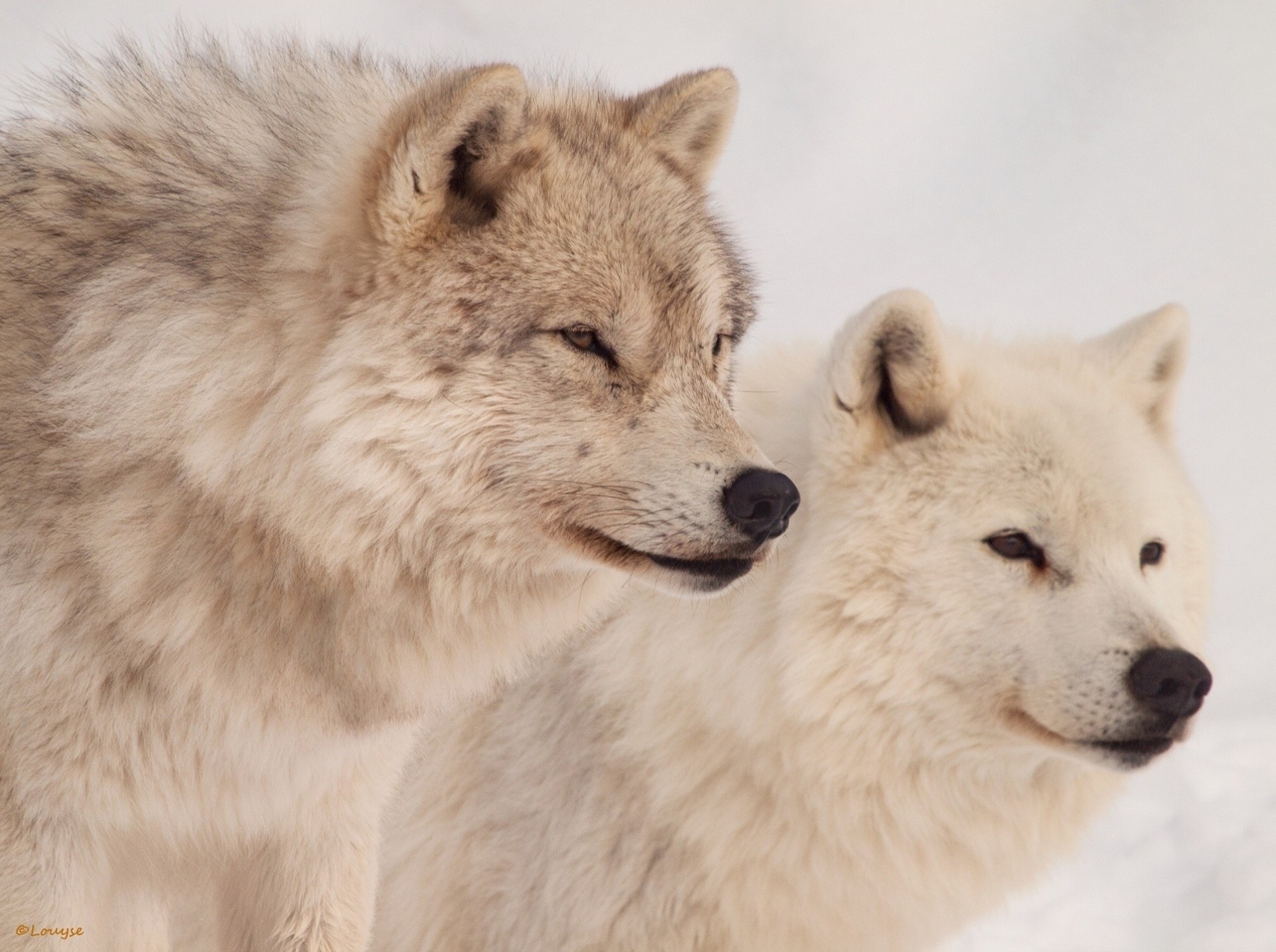 chiens loups prédateurs