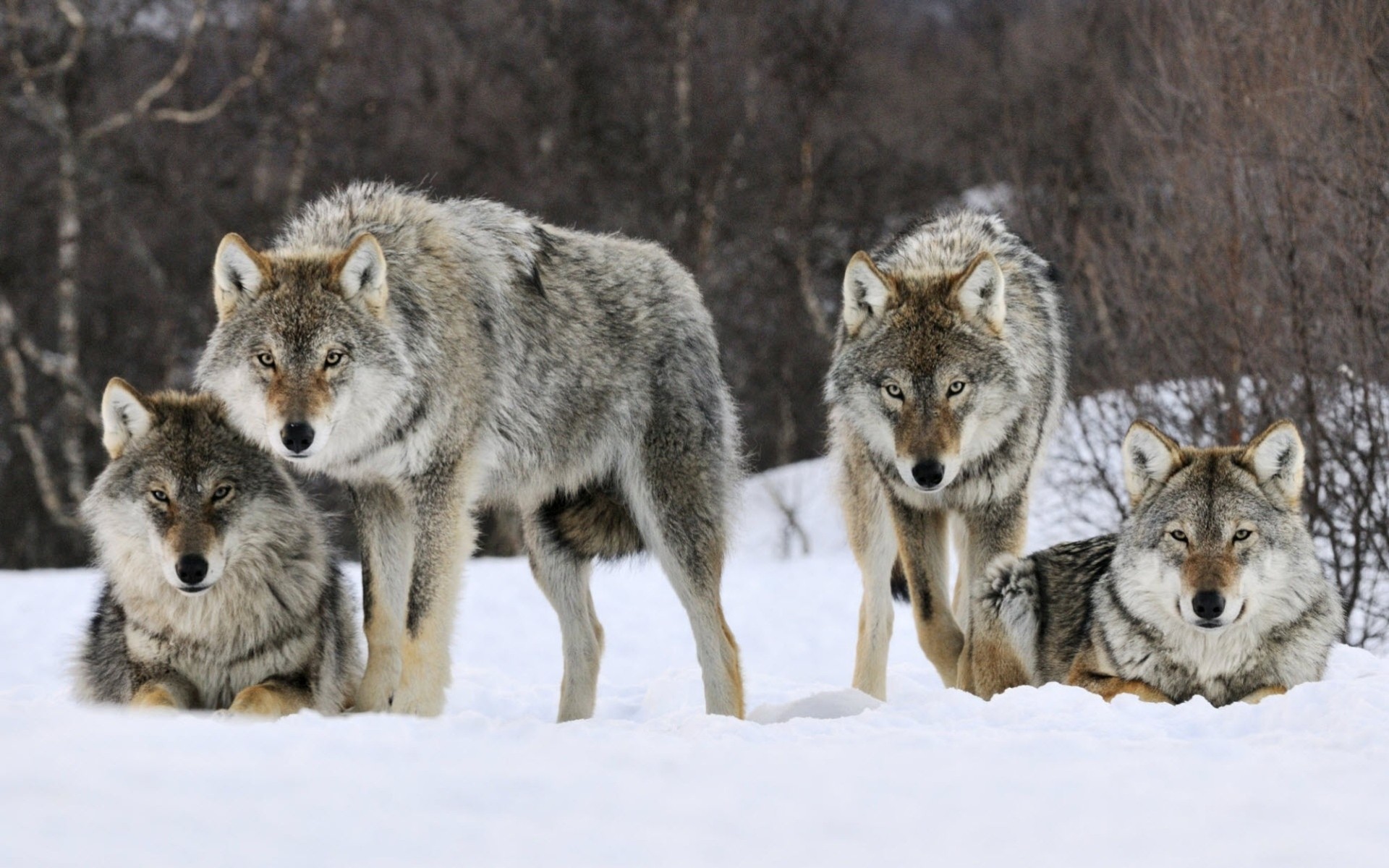 wolves forest views predators snow winter