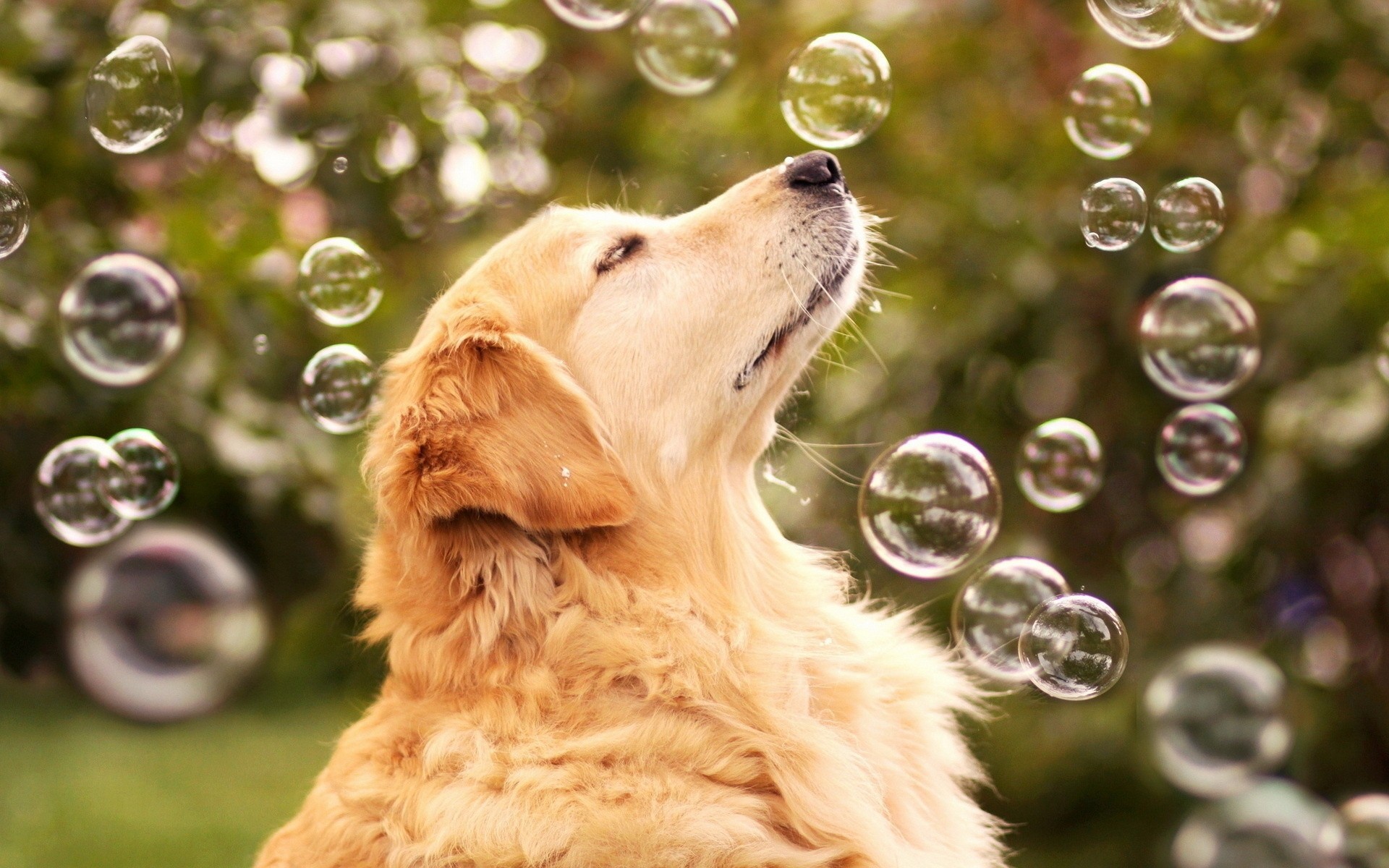 dog other bubble