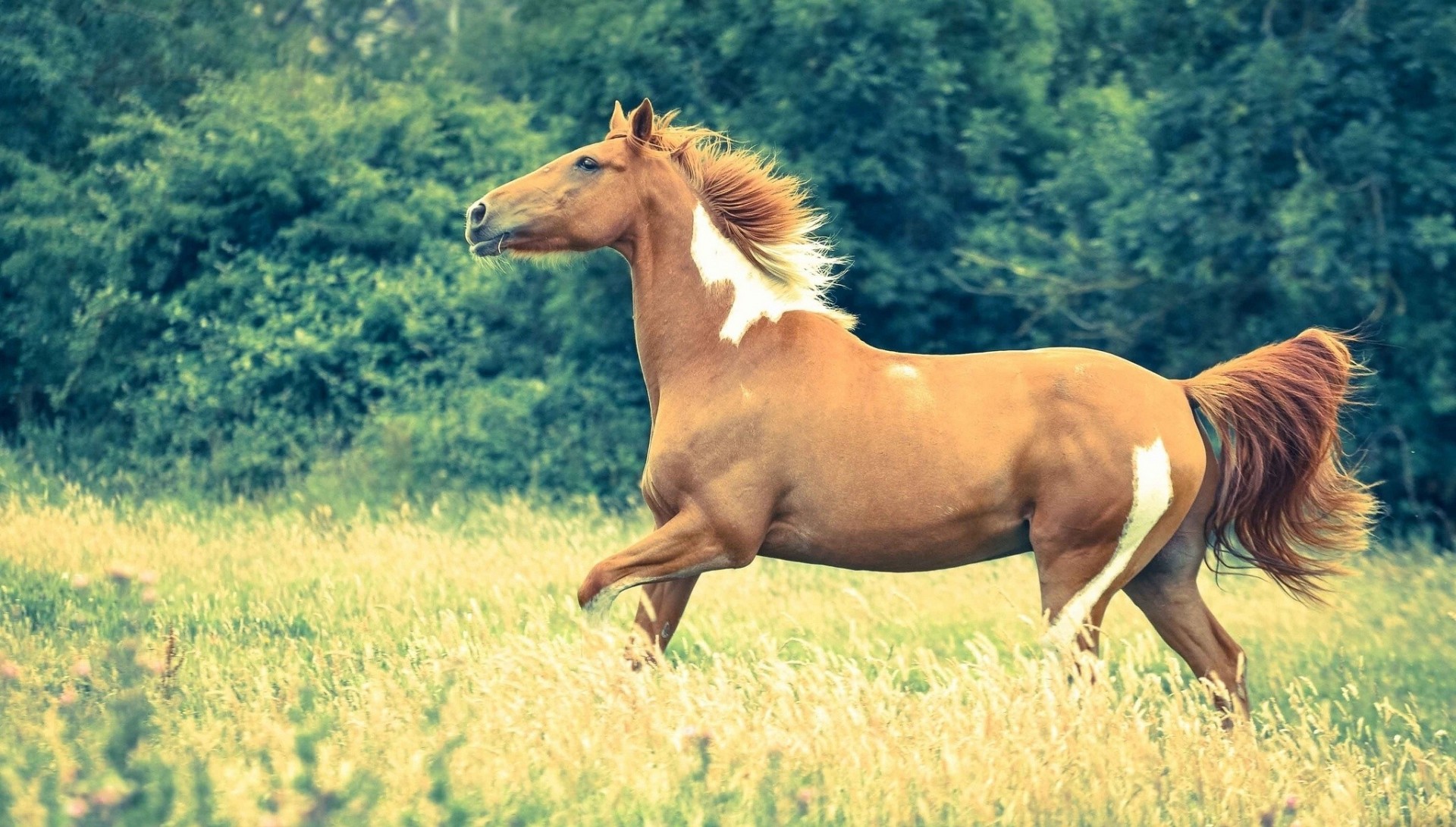 cheval herbe prairie