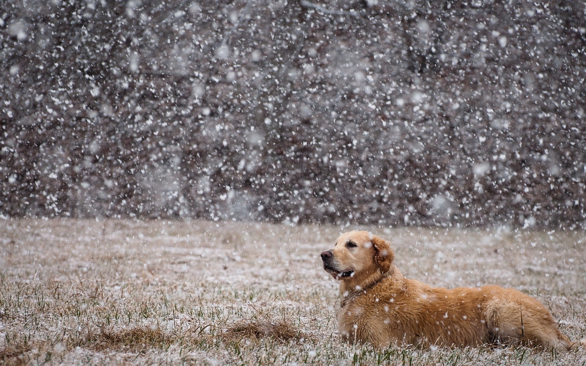 the field dog snow