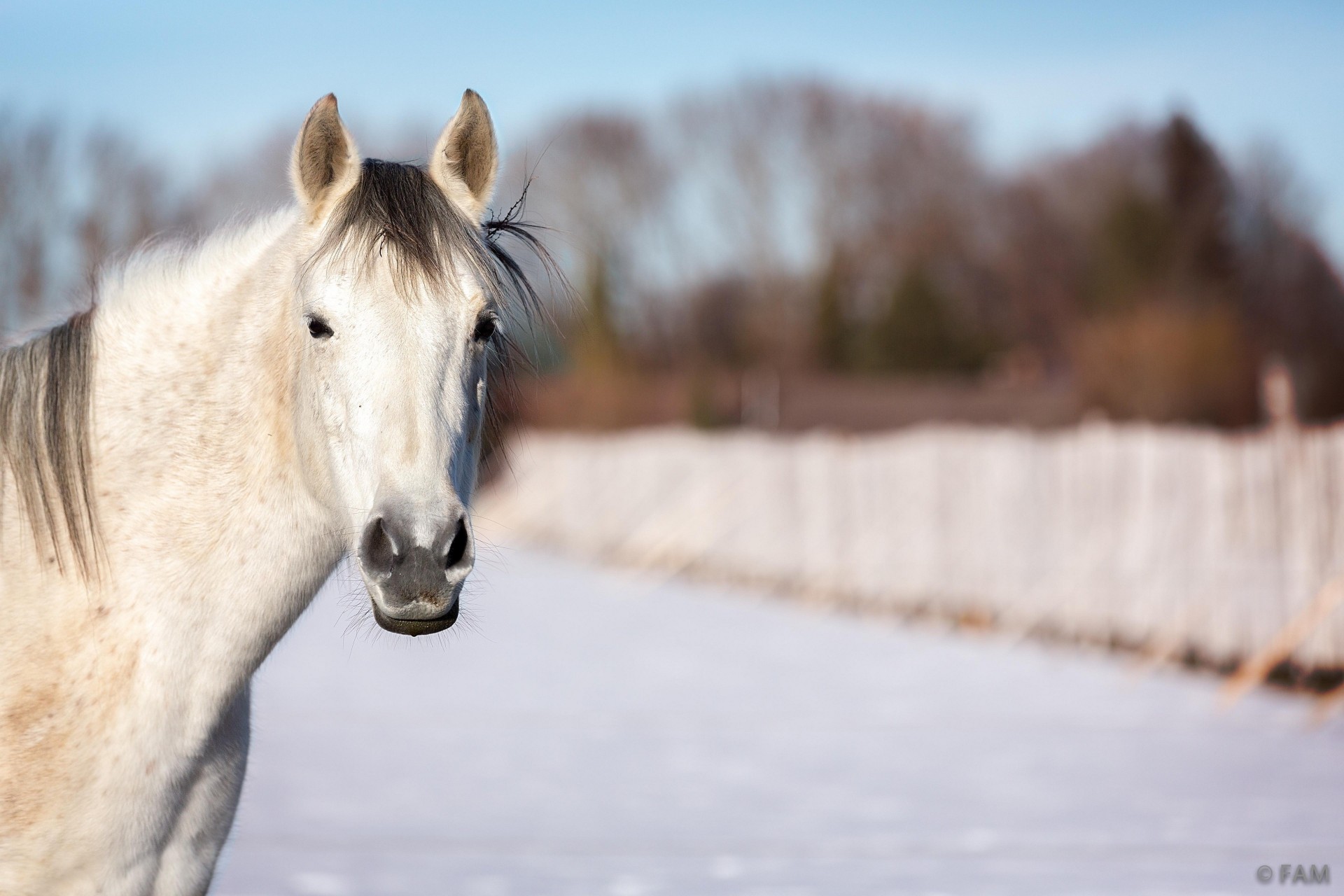 cavallo denti inverno testa